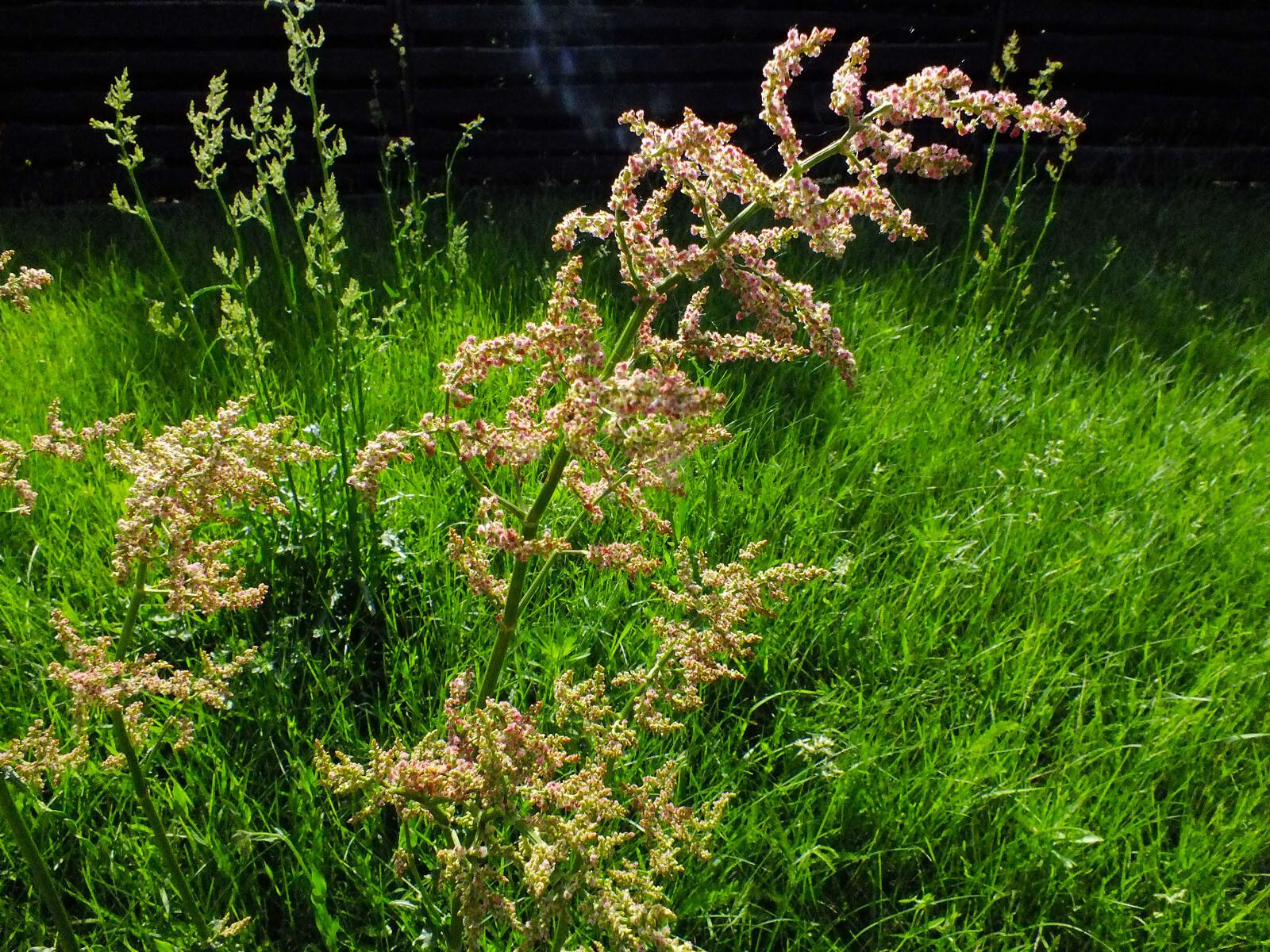 Rumex thyrsiflorus flower