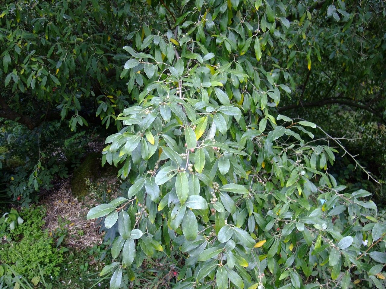 Elaeagnus Parvifolia habit