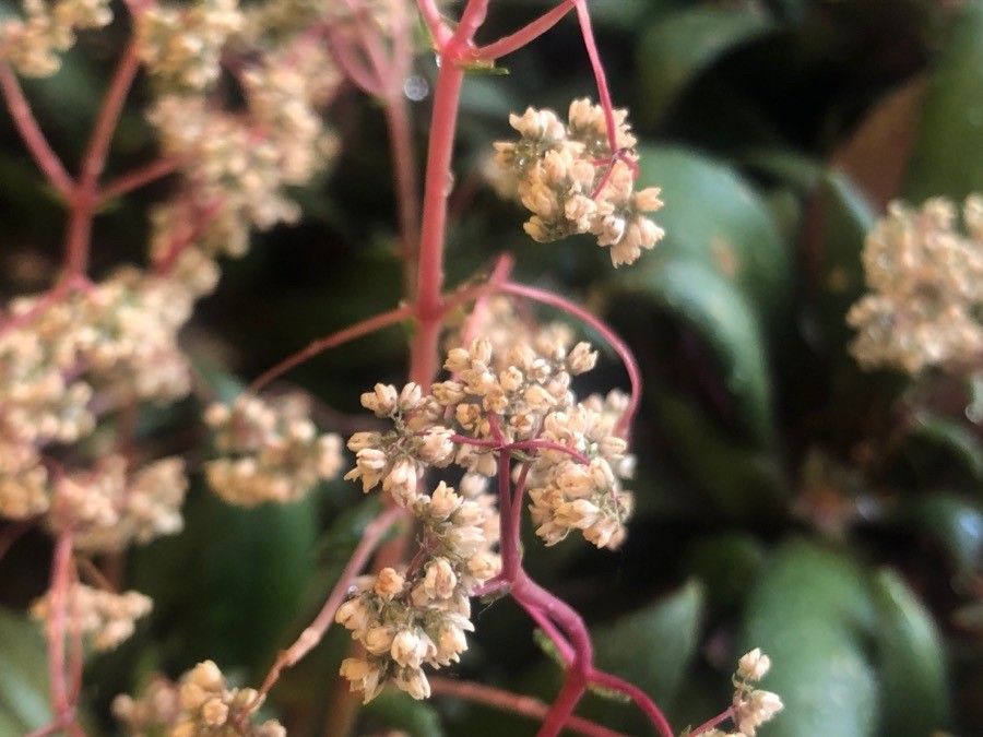 Crassula orbicularis flower
