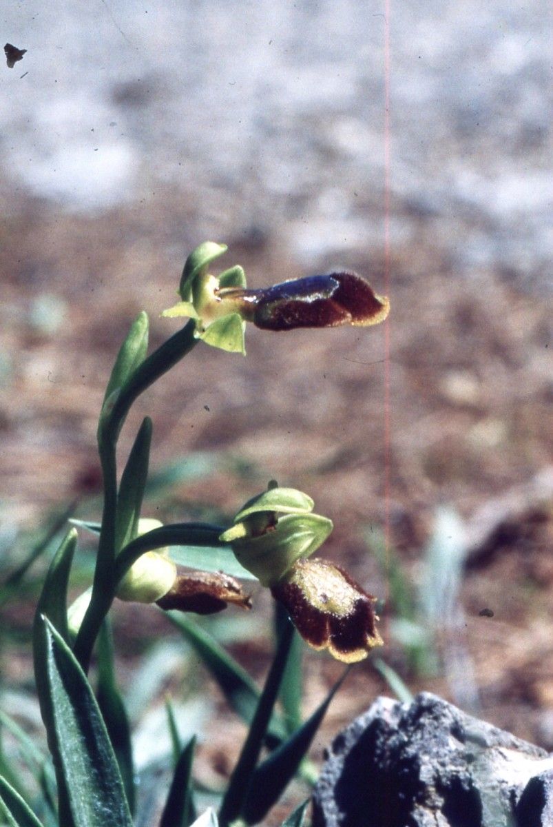 Ophrys × chobautii habit