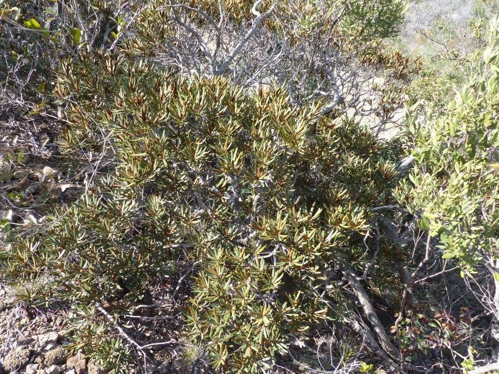 Planchonella pinifolia habit