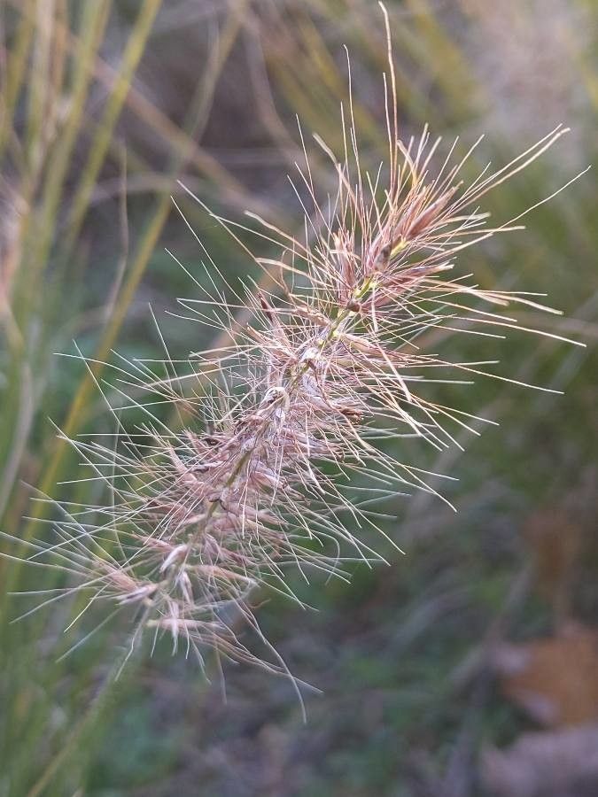 Pennisetum alopecuroides fruit