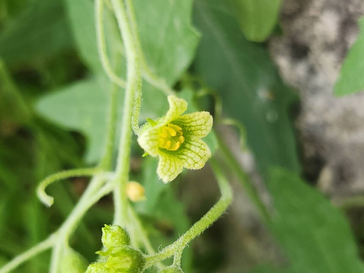 Bryonia monoica flower