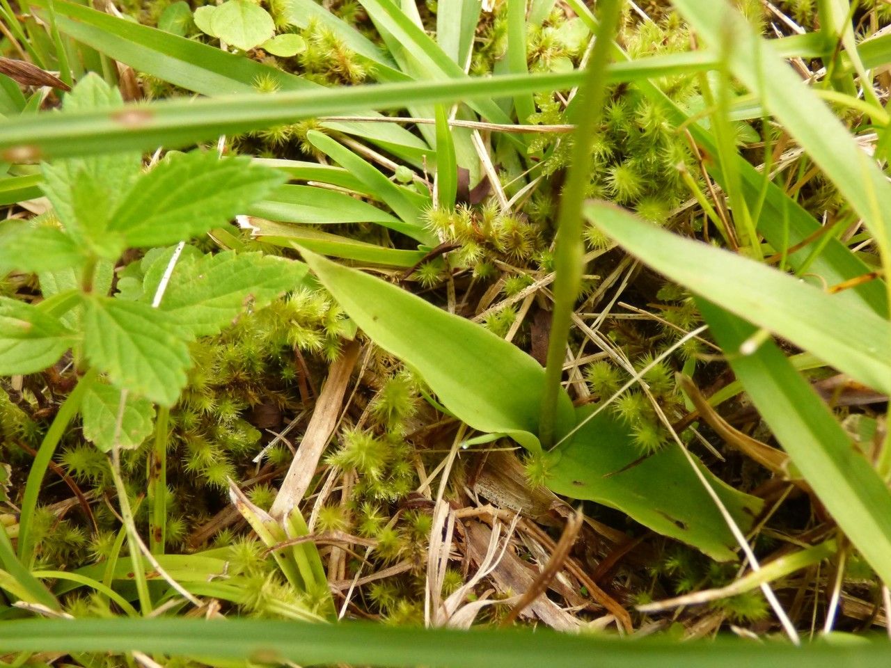 Cynorkis fastigiata leaf