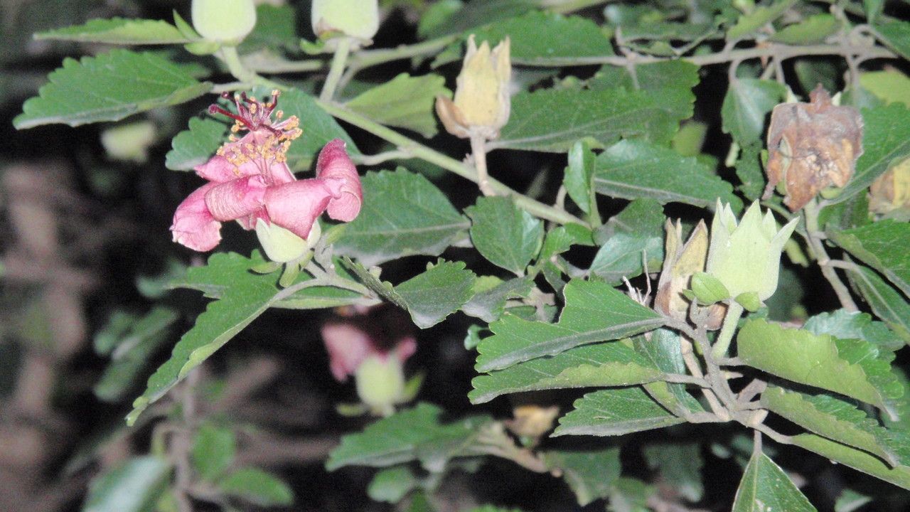 Hibiscus insularis flower
