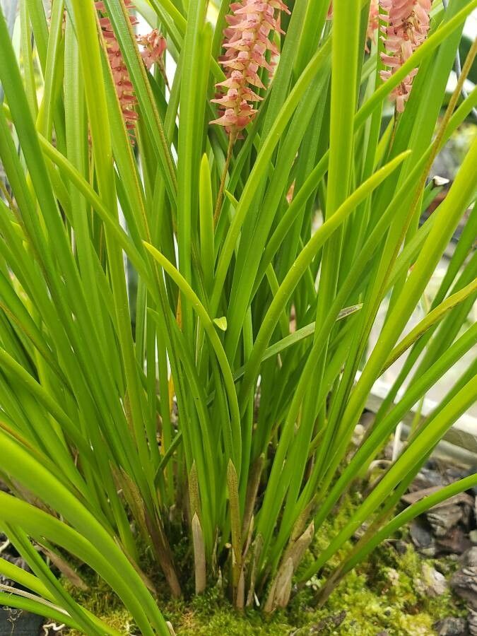 Dendrobium wenzelii — houseplant care guide