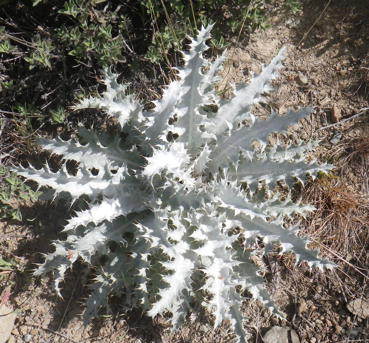 Onopordum bracteatum habit
