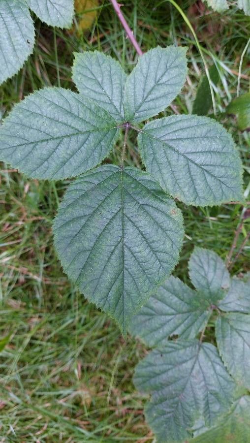 Rubus schleicheri leaf