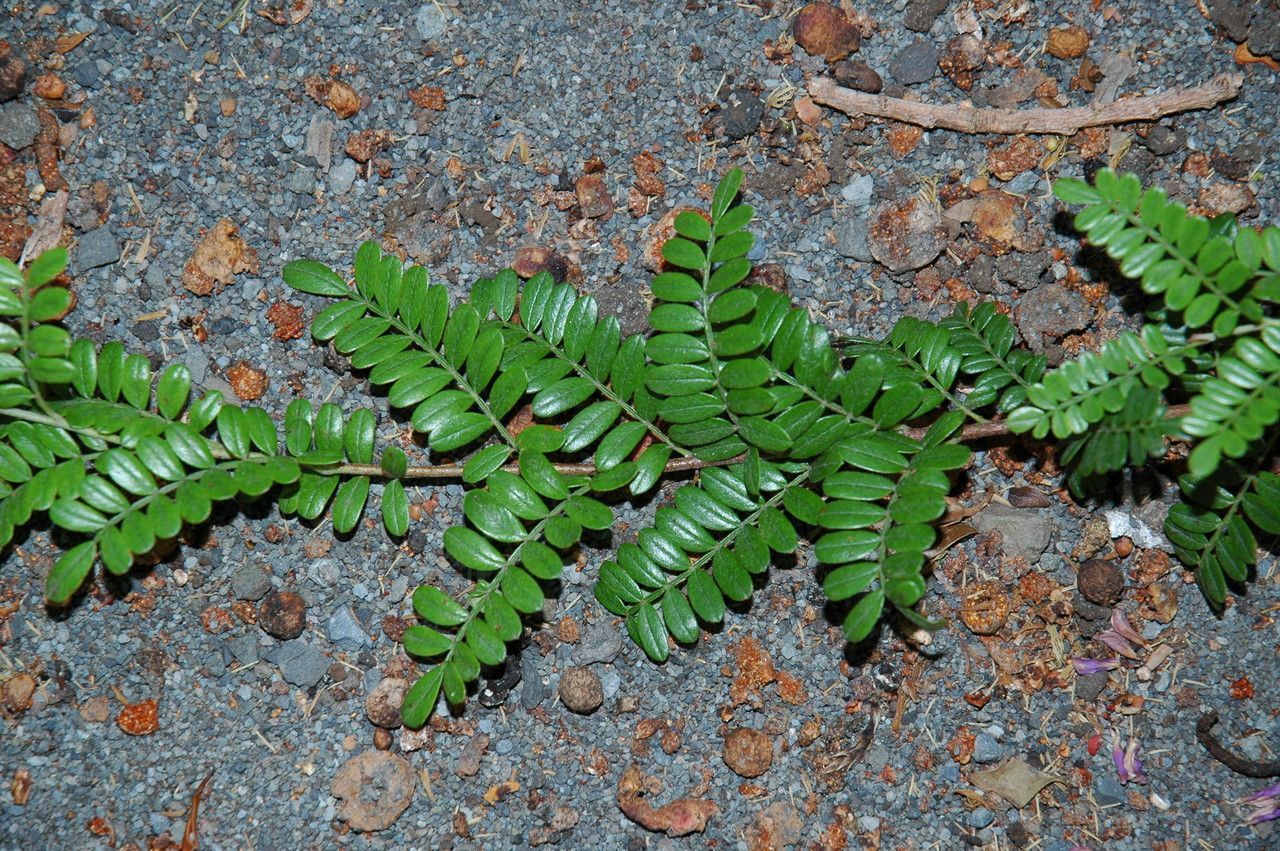 Osteomeles anthyllidifolia — houseplant care guide