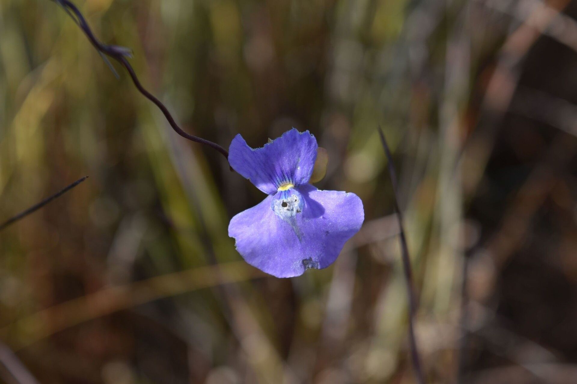 Utricularia spiralis — search result for 'Utricularia'