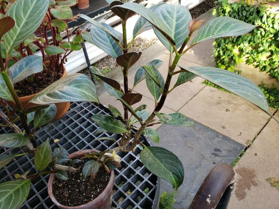 Drymonia conchocalyx habit