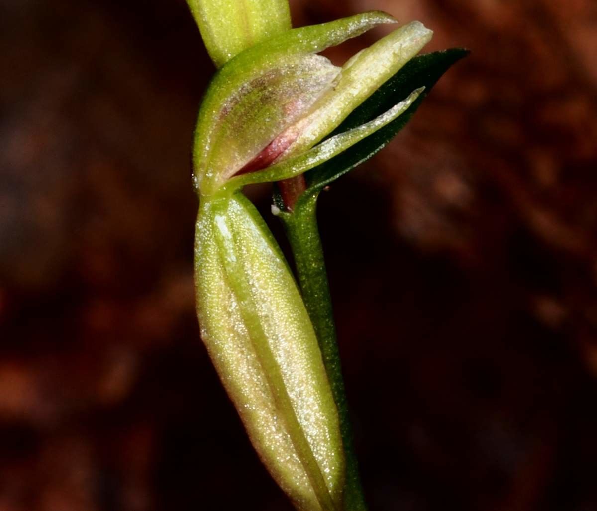 Acianthus grandiflorus bark