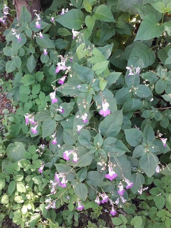Impatiens balfourii flower