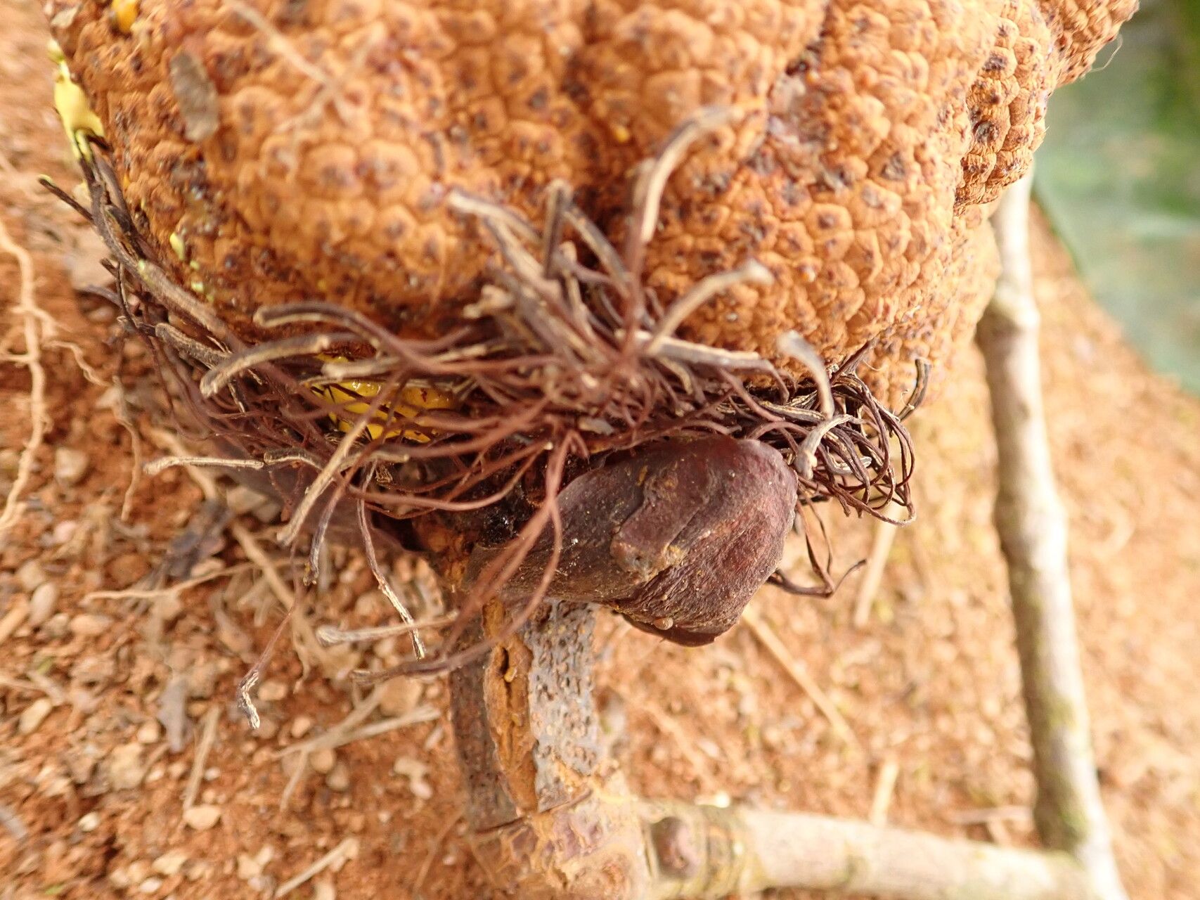 Pentadesma grandifolia fruit