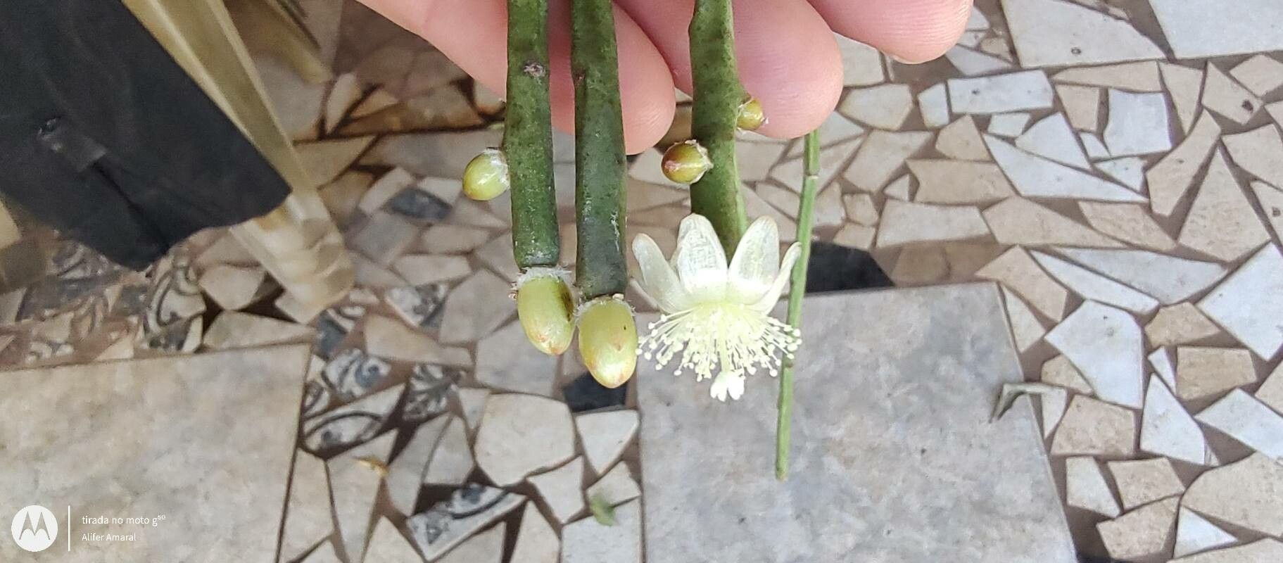 Rhipsalis grandiflora — search result for 'Rhipsalis'