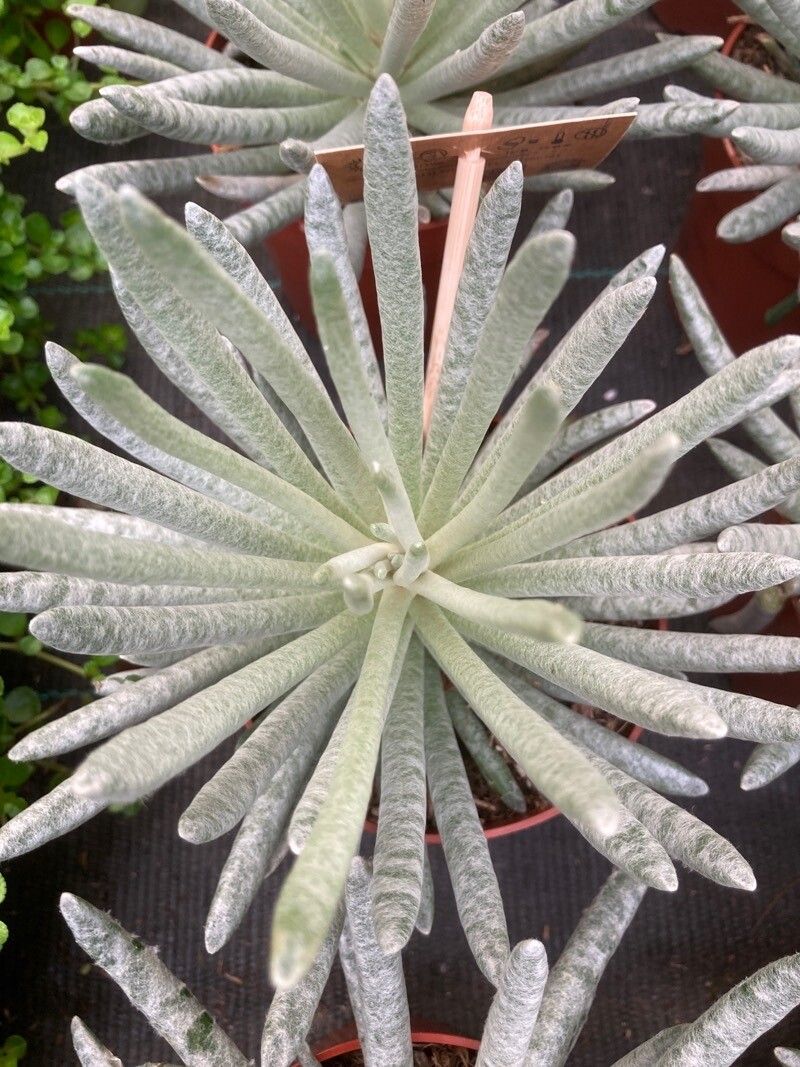 Senecio scaposus leaf