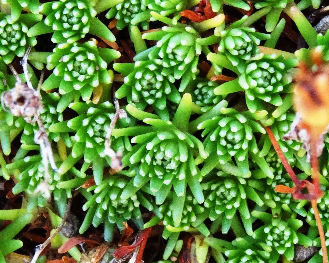 Saxifraga moschata leaf