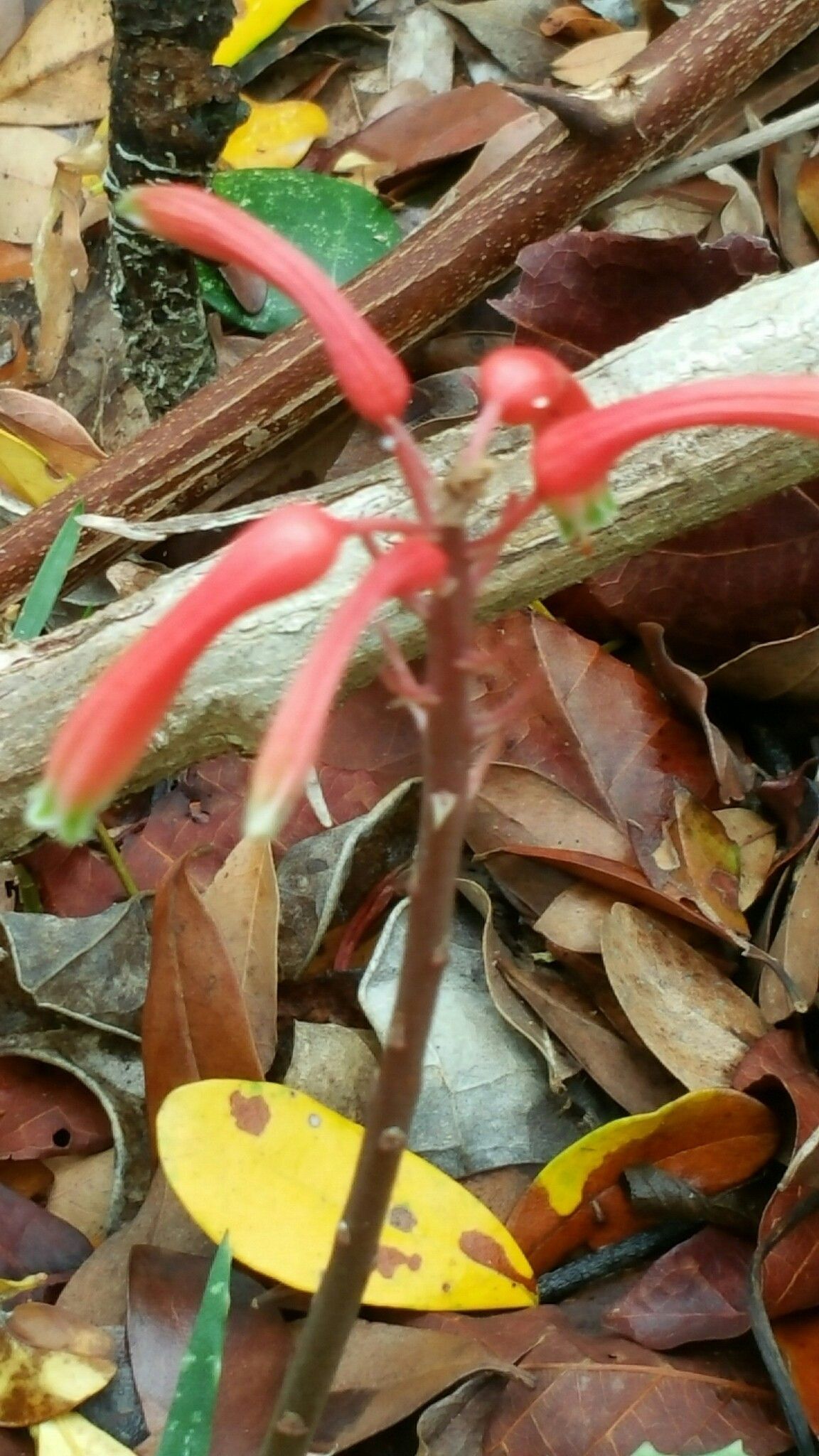 Aloe ambrensis flower