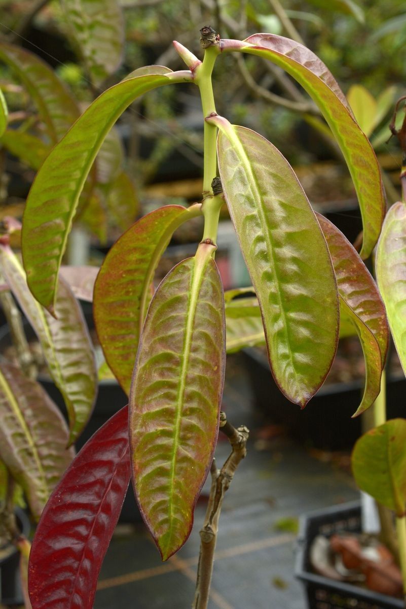 Rhododendron javanicum leaf