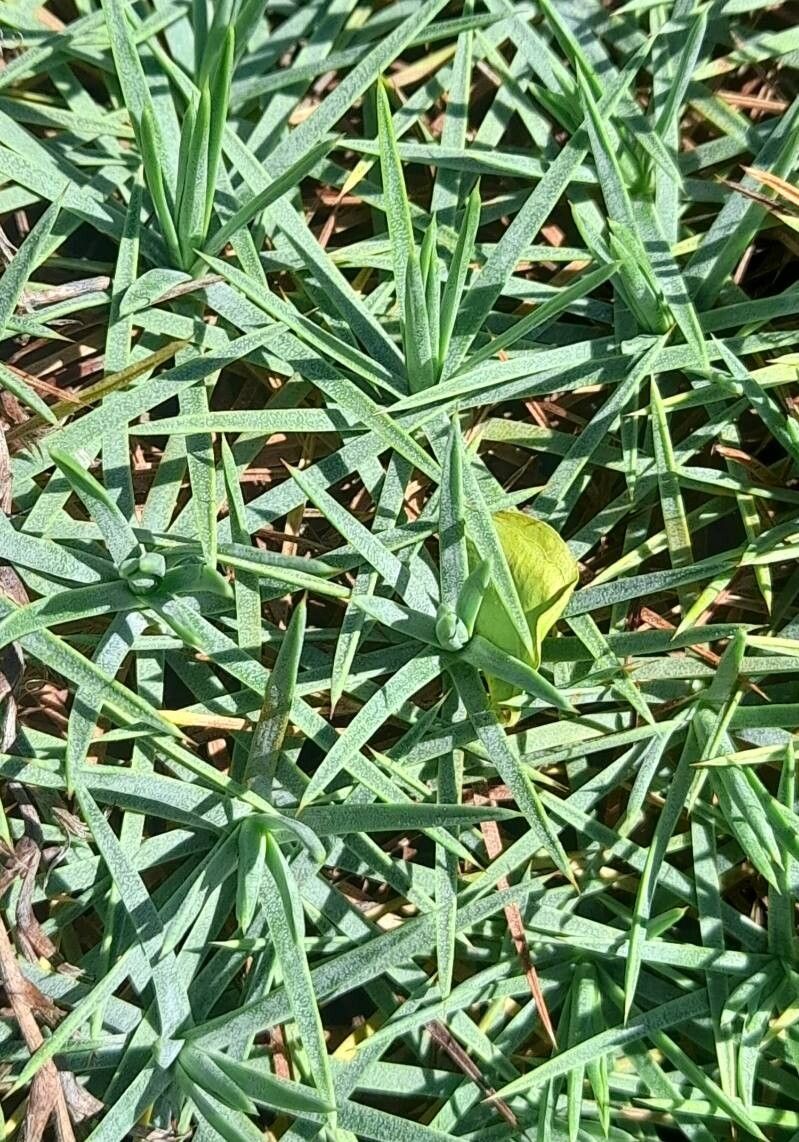 Acantholimon acerosum — related species from the same genus