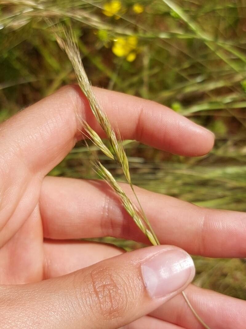 Festuca bromoides flower