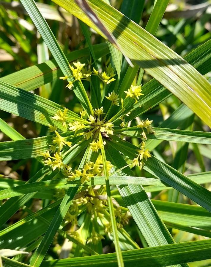 Cyperus unicolor — houseplant care guide