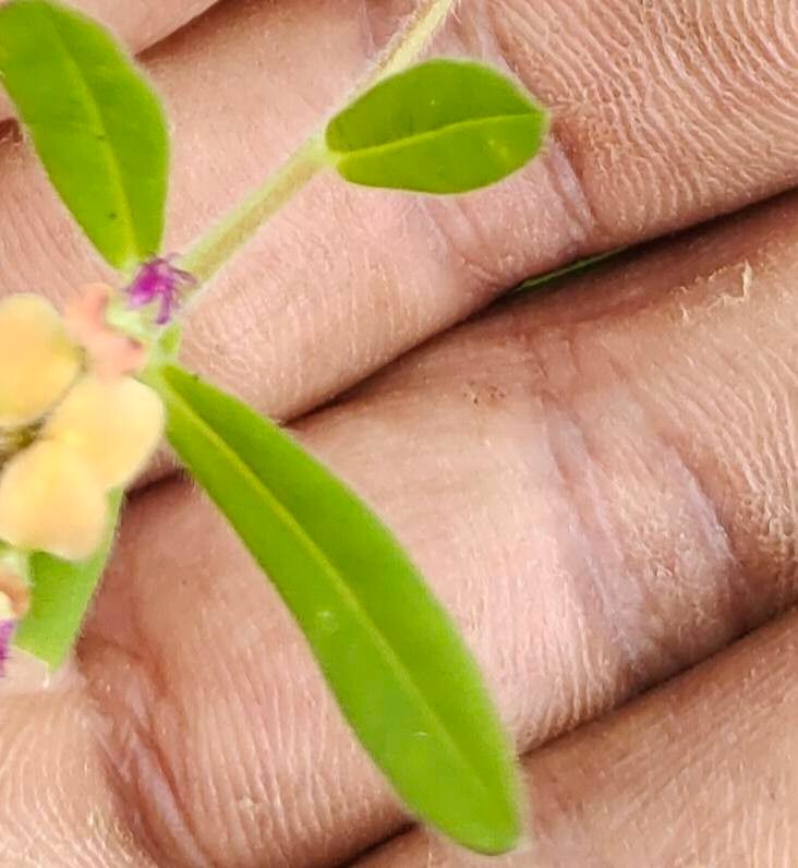 Polygala arenaria flower