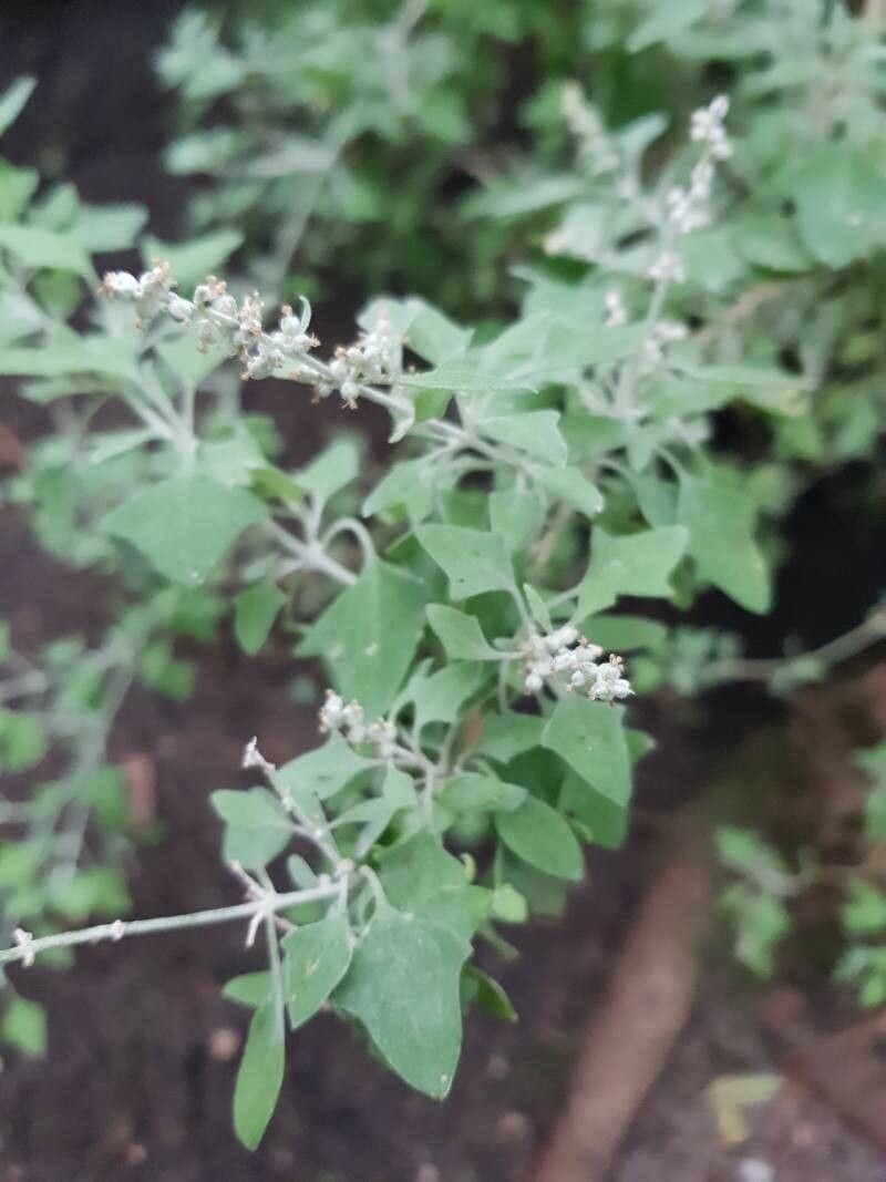 Chenopodium spinescens flower