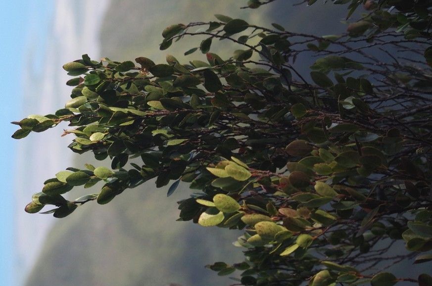 Xylosma kaalaensis — search result for 'Xylosma'