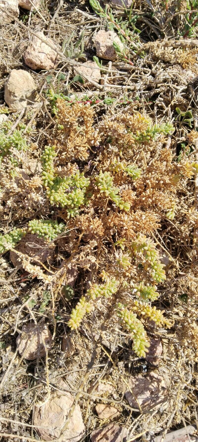 Salsola papillosa — houseplant care guide