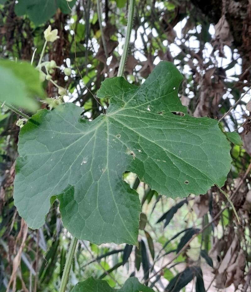 Sicyos malvifolius — related species from the same genus