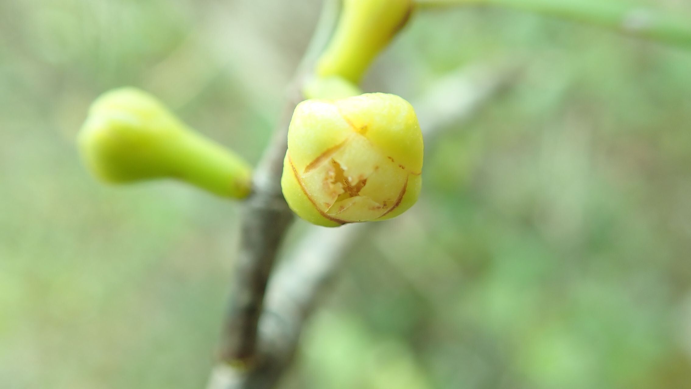 Garcinia hennecartii flower