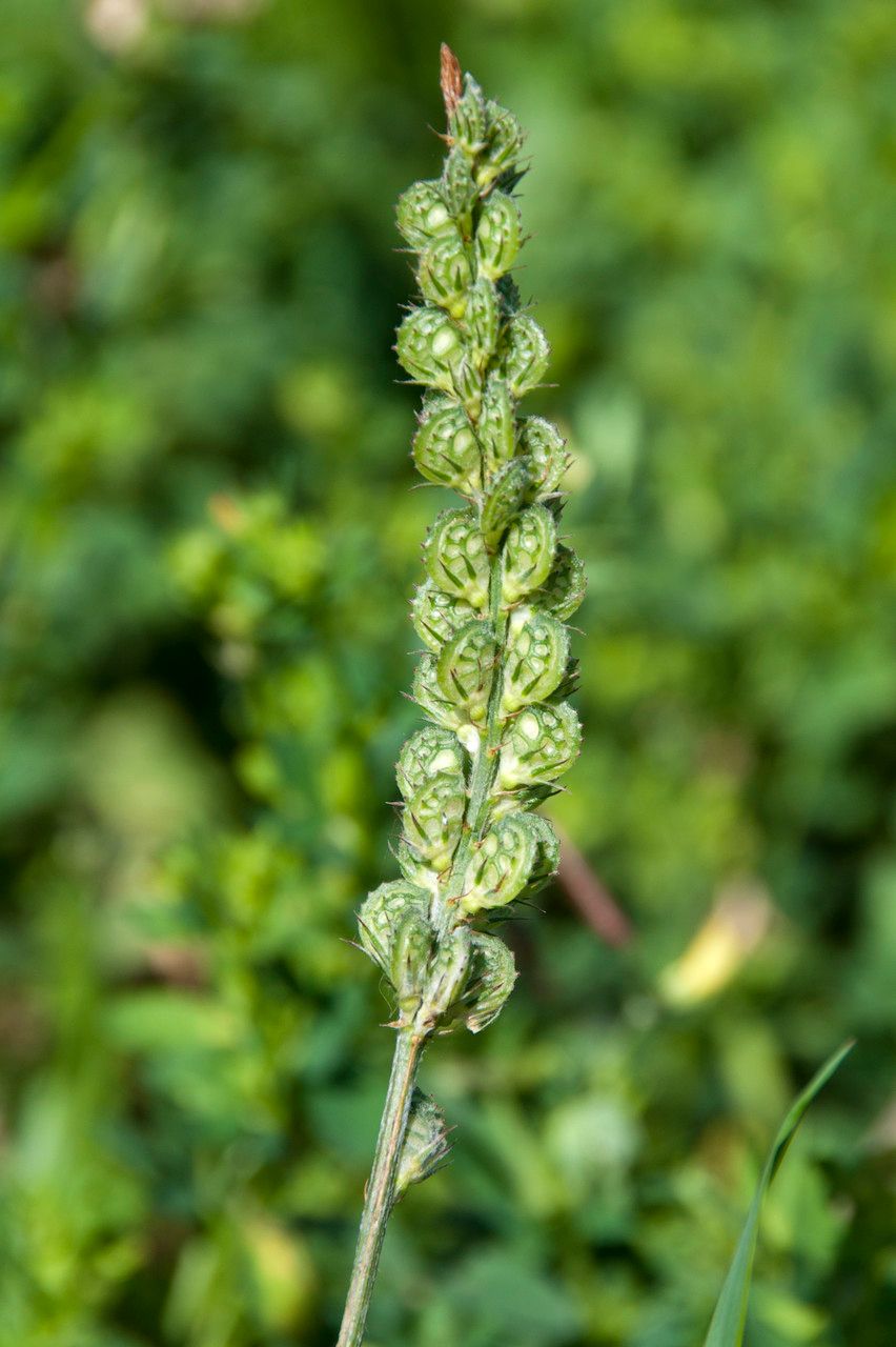 Onobrychis viciifolia fruit