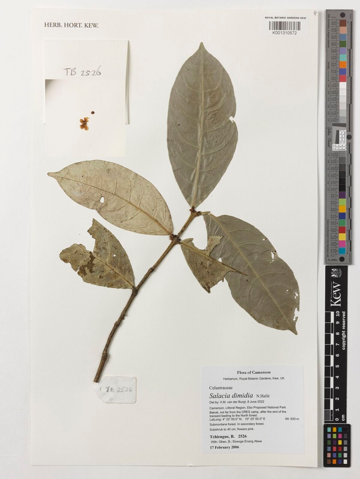 Salacia dimidia — houseplant care guide