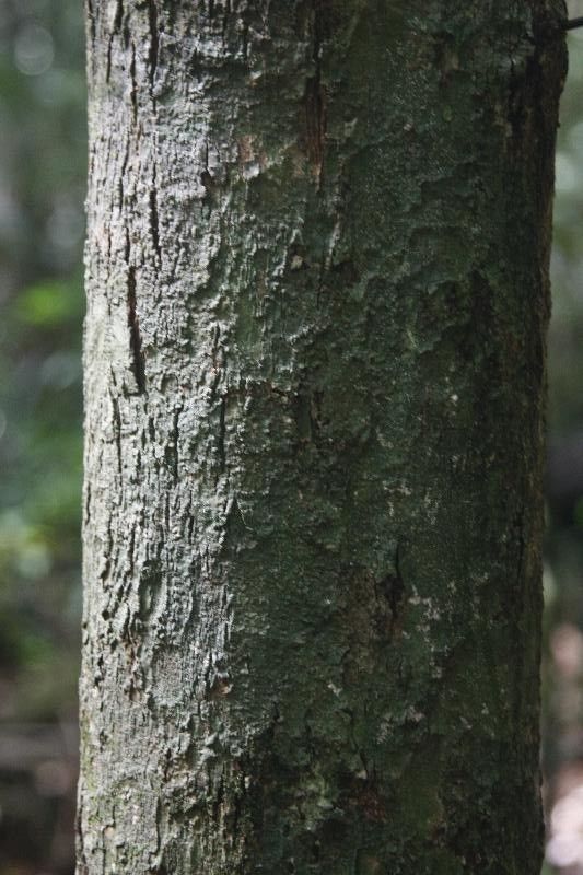 Lecythis idatimon bark