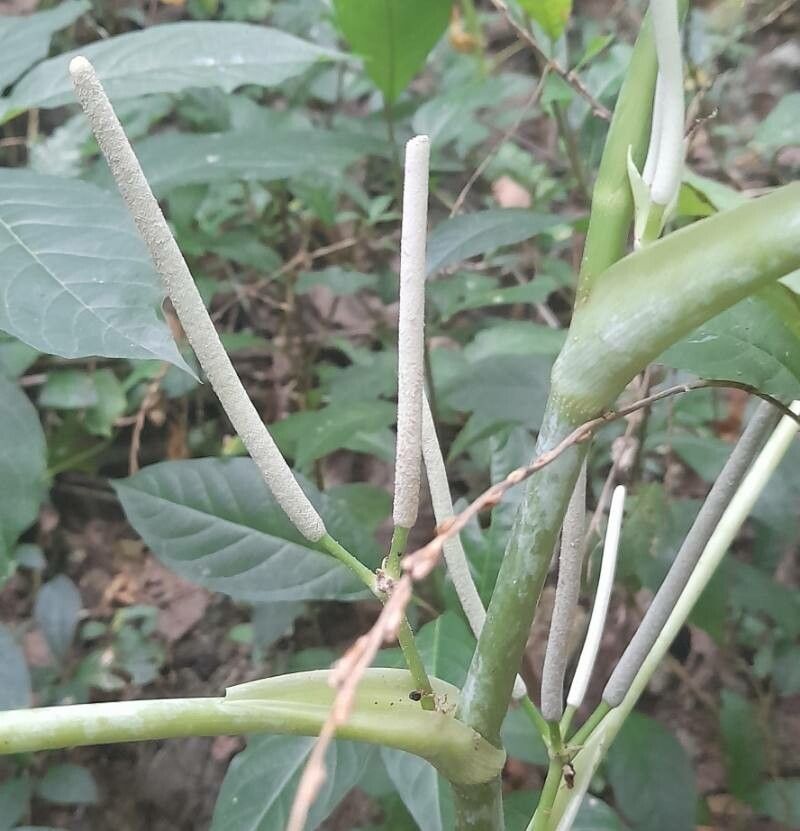 Piper peltatum flower