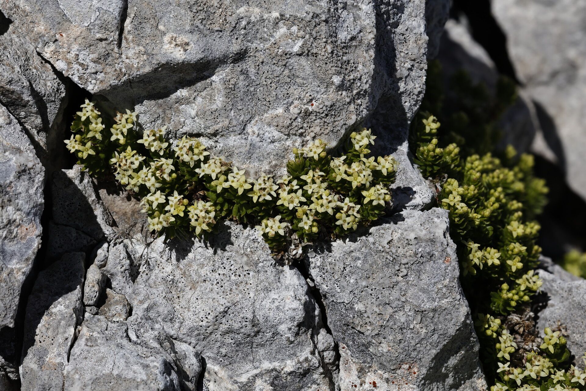 Galium magellense flower