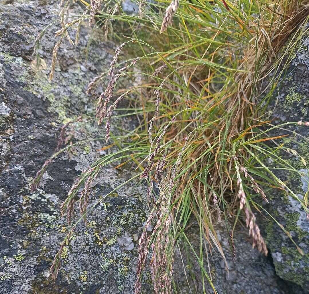 Poa laxa — search result for 'Poa'