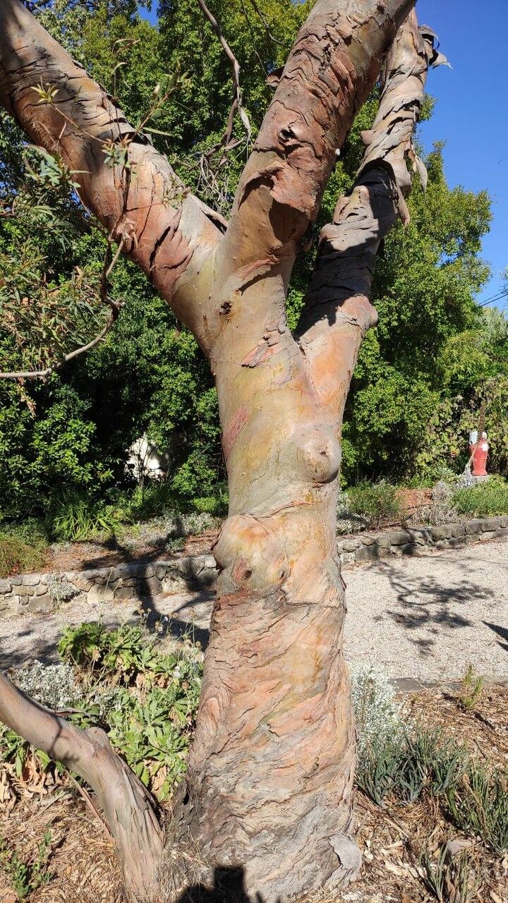Eucalyptus parvula bark