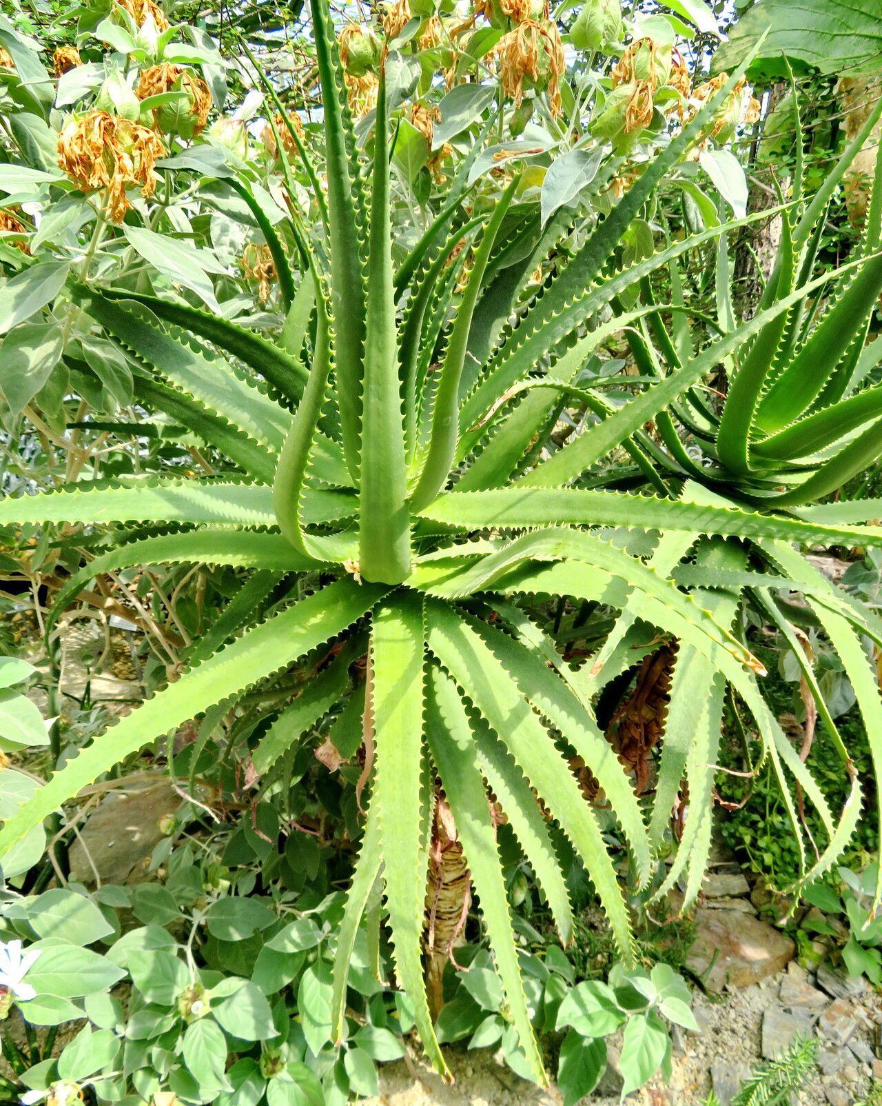 Aloe palmiformis — houseplant care guide