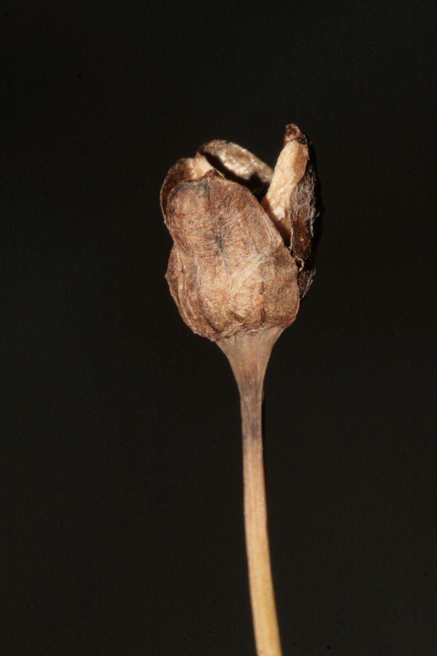 Narcissus elegans fruit