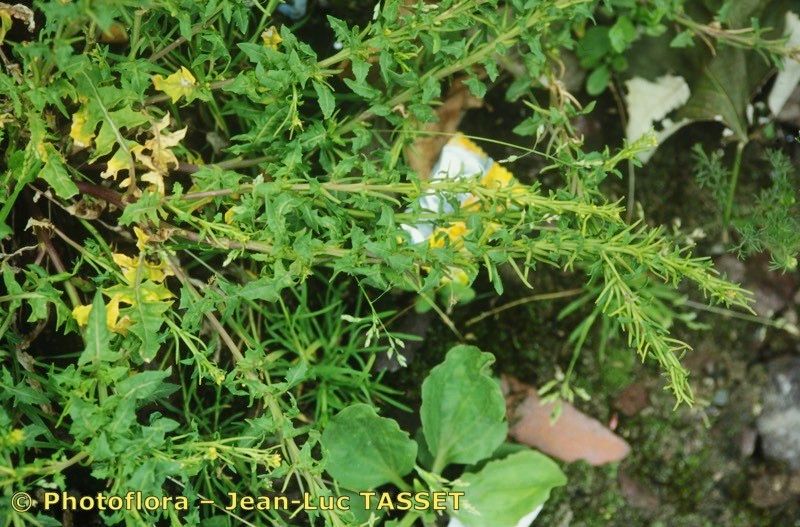 Sisymbrium polyceratium other