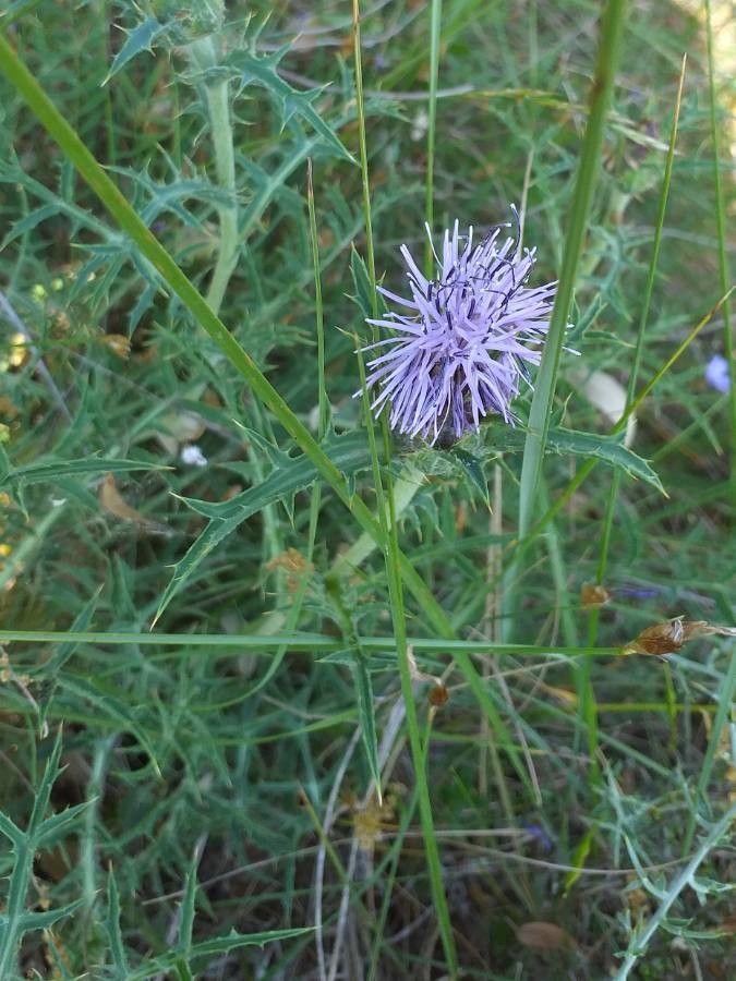 Carthamus carduncellus flower