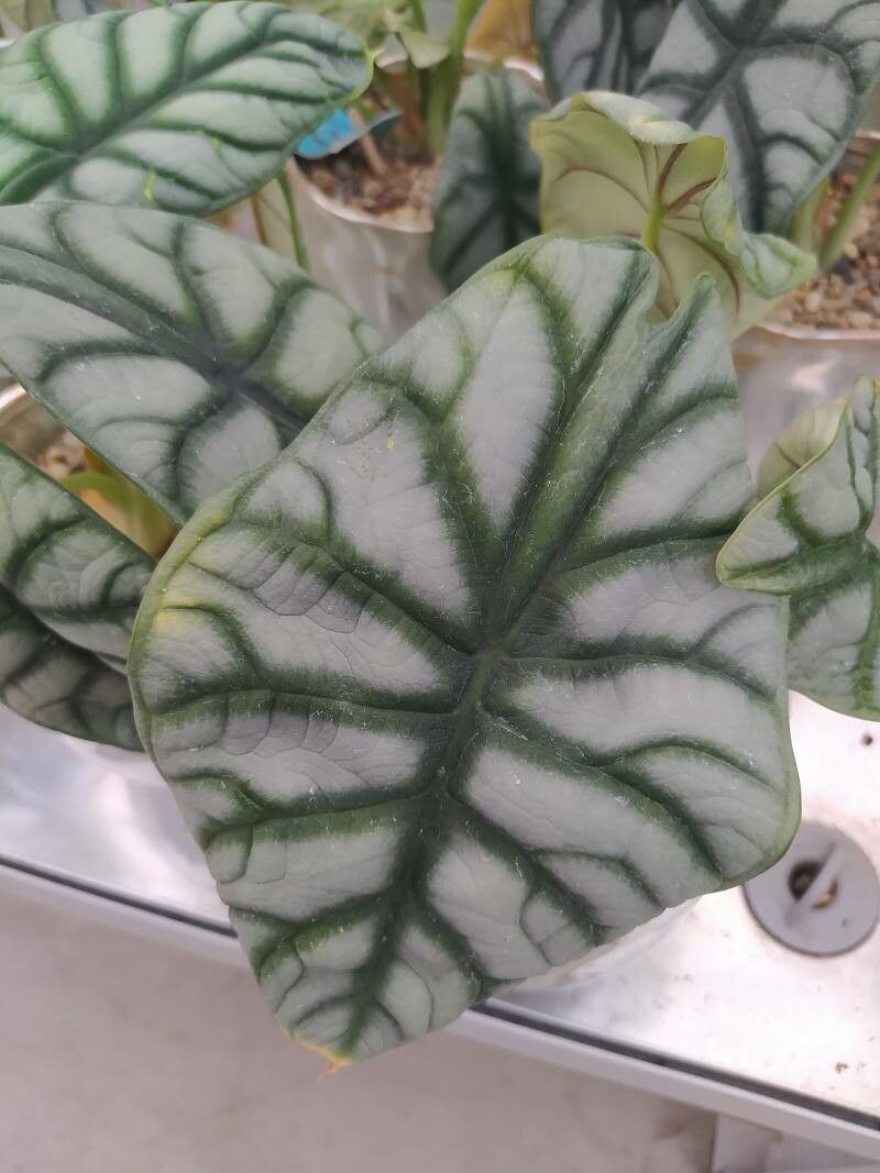 Alocasia sinuata — search result for 'Alocasia'