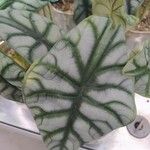 Alocasia sinuata