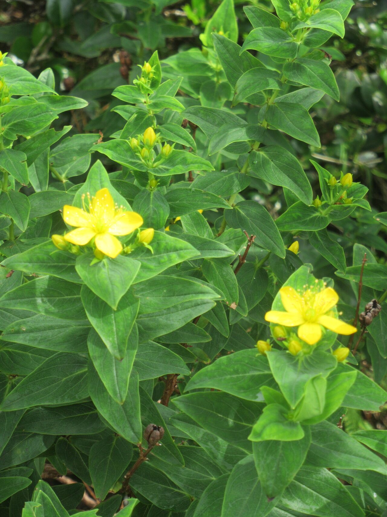 Hypericum foliosum — houseplant care guide