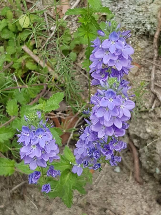 Teucrium campanulatum flower