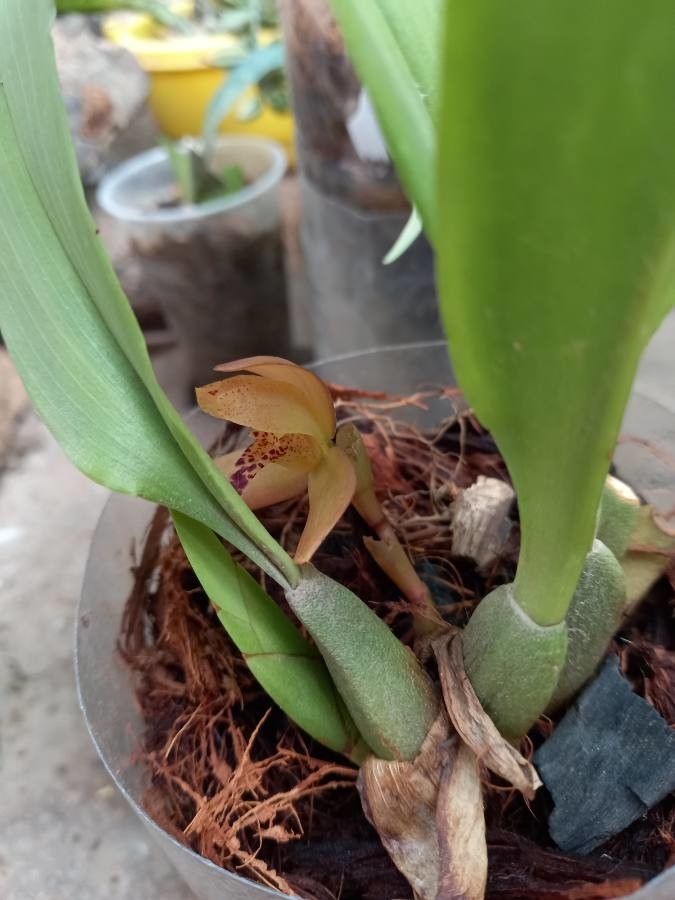 Mormolyca rufescens — related species from the same genus