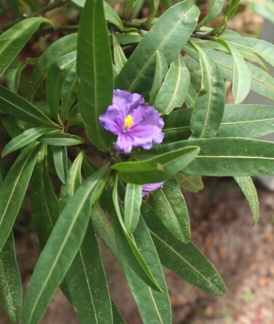 Solanum symonii — houseplant care guide