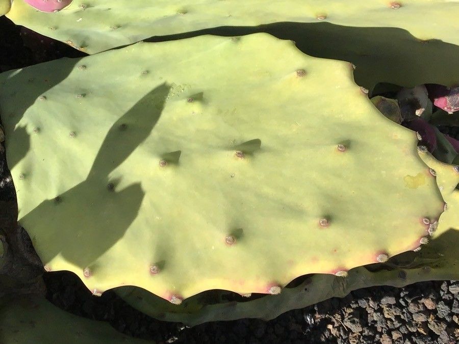 Opuntia undulata — search result for 'Opuntia'